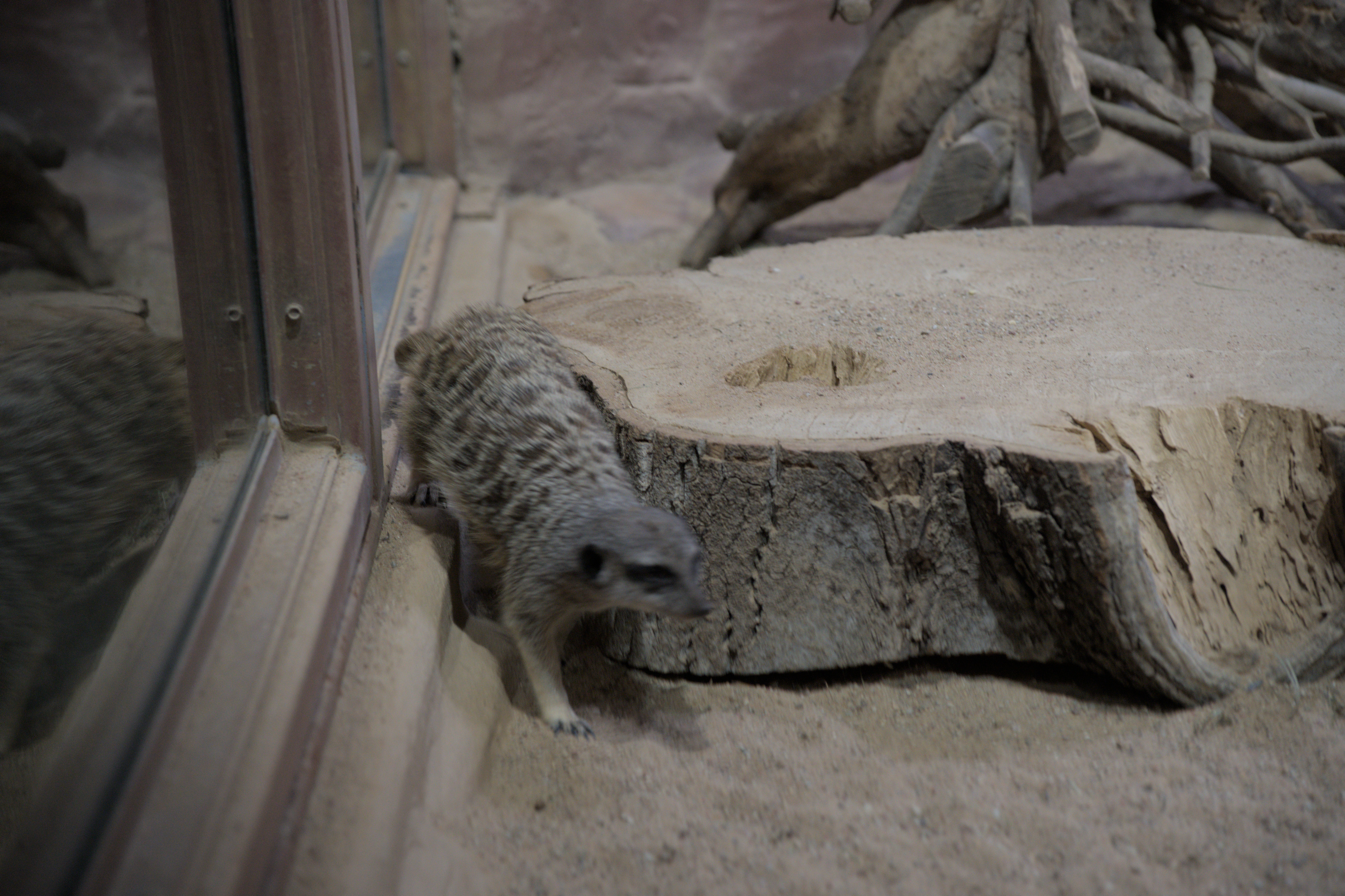 2025/10/12 - zoo/DSC_0336.jpg